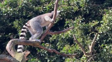 Şirin ve komik halka kuyruklu lemur. Stock video klibi. 4K