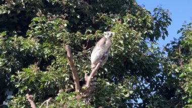 Şirin ve komik halka kuyruklu lemur. Stock video klibi. 4K