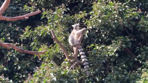 Simpatico Divertente Lemure Dalla Coda Anello Video Clip Stock — Video Stock