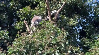 Şirin ve komik halka kuyruklu lemur. Stock video klibi. 4K