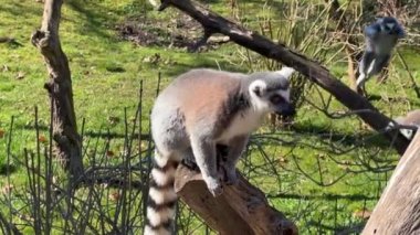 Şirin ve komik halka kuyruklu lemur. Stock video klibi. 4K