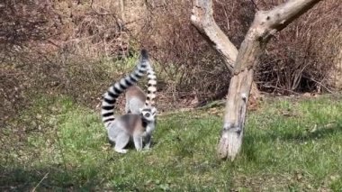 Şirin ve komik halka kuyruklu lemur. Stock video klibi. 4K