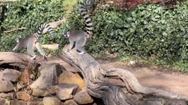 Şirin ve komik halka kuyruklu lemur. Stock video klibi. 4K