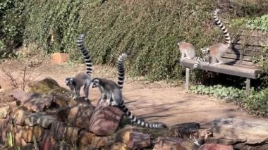 Şirin ve komik halka kuyruklu lemur. Stock video klibi. 4K
