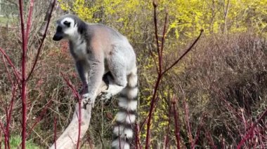 Şirin ve komik halka kuyruklu lemur. Stock video klibi. 4K