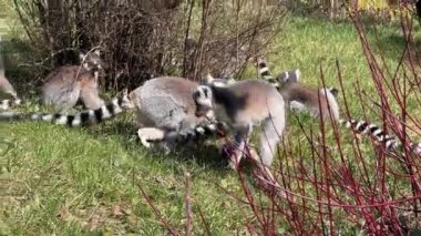 Şirin ve komik halka kuyruklu lemur. Stock video klibi. 4K