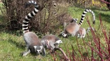 Şirin ve komik halka kuyruklu lemur. Stock video klibi. 4K