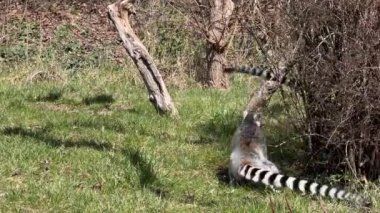 Şirin ve komik halka kuyruklu lemur. Stock video klibi. 4K