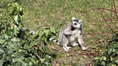Şirin ve komik halka kuyruklu lemur. Stock video klibi. 4K