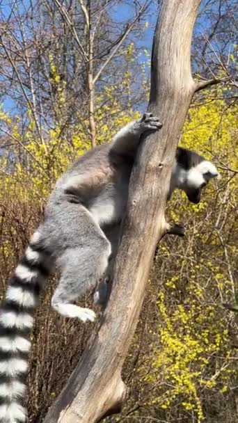 Lemur Drăguț Amuzant Coadă Inel Videoclip Stoc — Videoclip de stoc