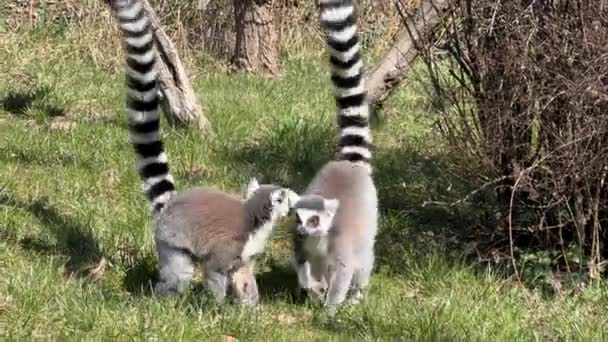 Roztomilý Vtipný Lemur Kroužkovým Ocasem Zásobní Videoklip — Stock video