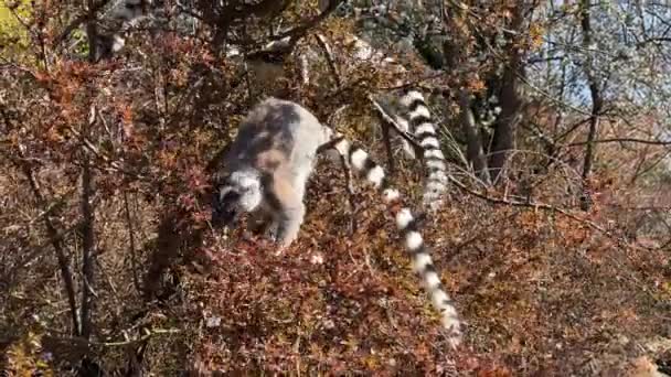 Cute Funny Ring Tailed Lemur Stock Video Clip — Stock Video