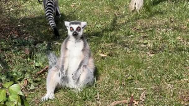 Śliczny Zabawny Lemur Magazynowy Klip Wideo — Wideo stockowe