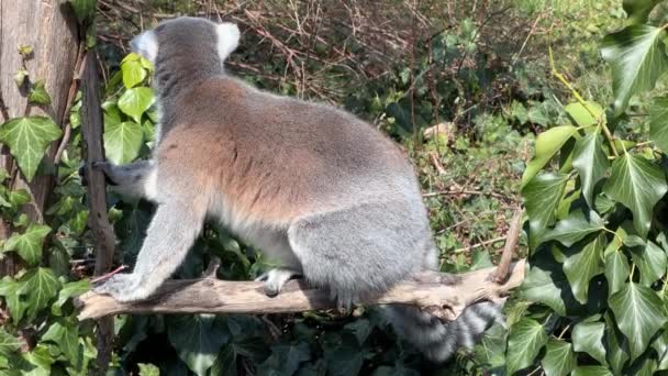 Śliczny Zabawny Lemur Magazynowy Klip Wideo — Wideo stockowe