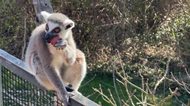 Roztomilý Vtipný Lemur Kroužkovým Ocasem Zásobní Videoklip — Stock video