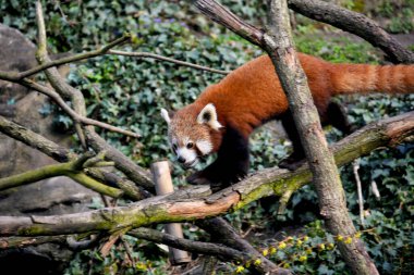 Tatlı Kızıl Panda. Güzel komik hayvan..
