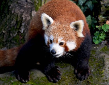 Tatlı Kızıl Panda. Güzel komik hayvan..