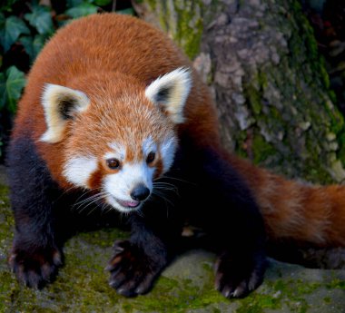 Tatlı Kızıl Panda. Güzel komik hayvan..