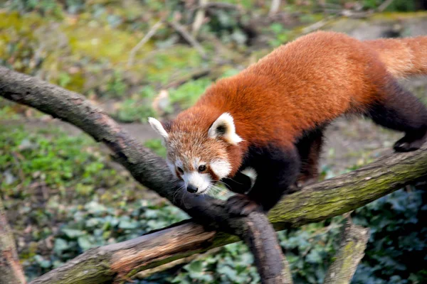 The cute Red Panda. Beautiful funny animal.
