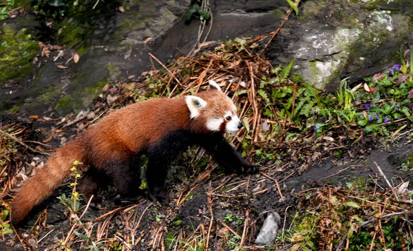 可爱的红熊猫美丽有趣的动物 — 图库照片