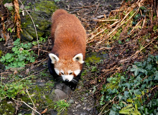 Der Süße Rote Panda Schönes Lustiges Tier — Stockfoto