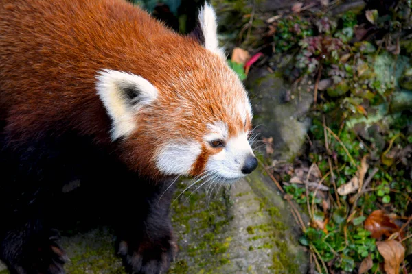 The cute Red Panda. Beautiful funny animal.