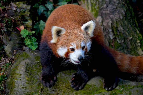 Der Süße Rote Panda Schönes Lustiges Tier — Stockfoto