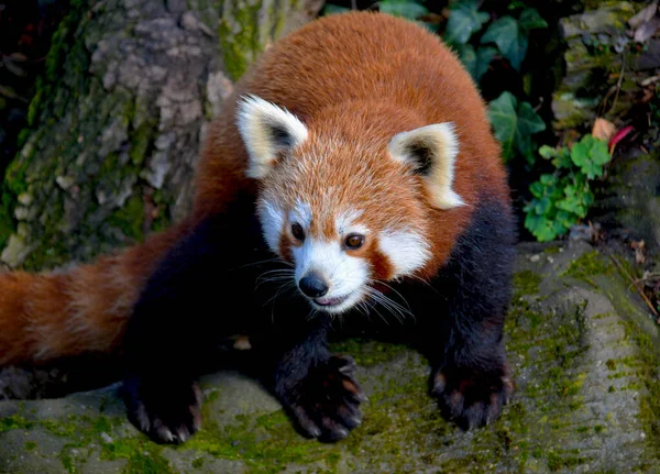 可爱的红熊猫美丽有趣的动物 — 图库照片