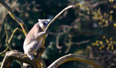 Şirin ve komik halka kuyruklu lemur. Stok fotoğrafı.