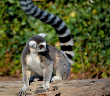 Şirin ve komik halka kuyruklu lemur. Stok fotoğrafı.