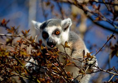 Şirin ve komik halka kuyruklu lemur. Stok fotoğrafı.