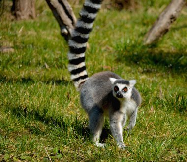 Şirin ve komik halka kuyruklu lemur. Stok fotoğrafı.