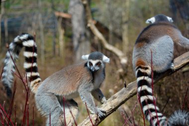 Şirin ve komik halka kuyruklu lemur. Stok fotoğrafı.