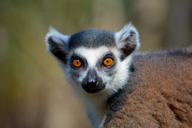 Şirin ve komik halka kuyruklu lemur. Stok fotoğrafı.