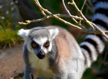 Şirin ve komik halka kuyruklu lemur. Stok fotoğrafı.