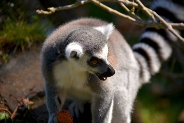 Şirin ve komik halka kuyruklu lemur. Stok fotoğrafı.