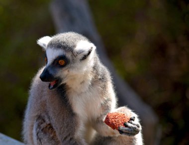 Şirin ve komik halka kuyruklu lemur. Stok fotoğrafı.