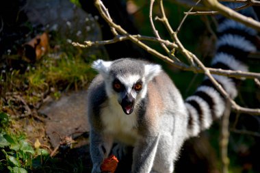 Şirin ve komik halka kuyruklu lemur. Stok fotoğrafı.