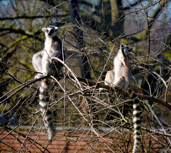 Simpatico Divertente Lemure Dalla Coda Anello Foto Stock — Foto Stock