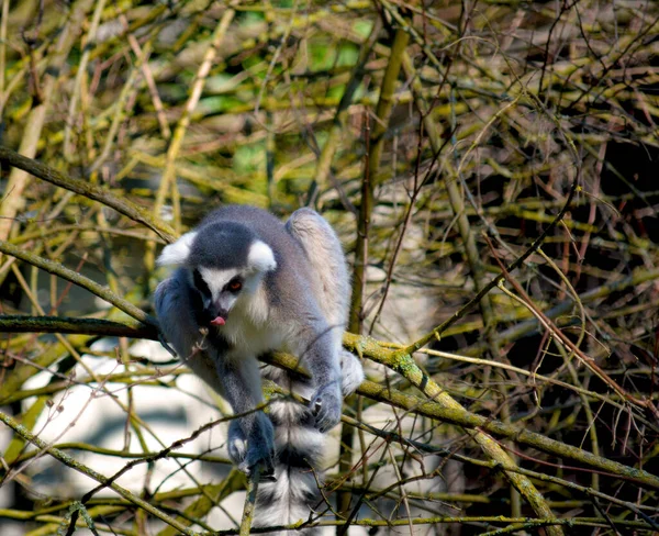 Şirin Komik Halka Kuyruklu Lemur Stok Fotoğrafı — Stok fotoğraf