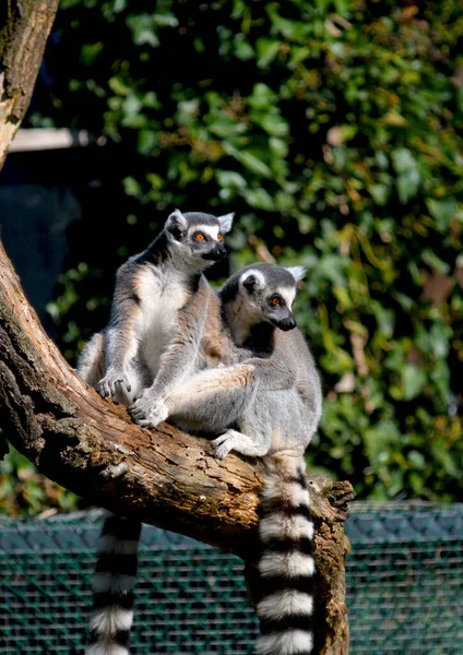 Roztomilý Vtipný Lemur Kroužkovým Ocasem Stock Fotografie — Stock fotografie