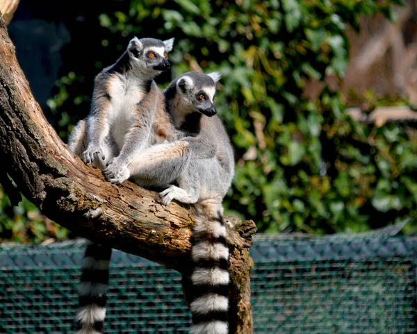 Lemur Ekor Cincin Yang Lucu Dan Lucu Foto Stok — Stok Foto