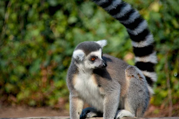 Cute Funny Ring Tailed Lemur Stock Photo — Stock Photo, Image