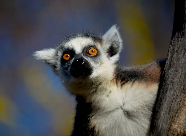 Şirin Komik Halka Kuyruklu Lemur Stok Fotoğrafı — Stok fotoğraf