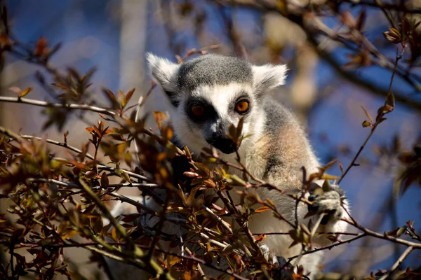 Cute Funny Ring Tailed Lemur Stock Photo — Stock Photo, Image