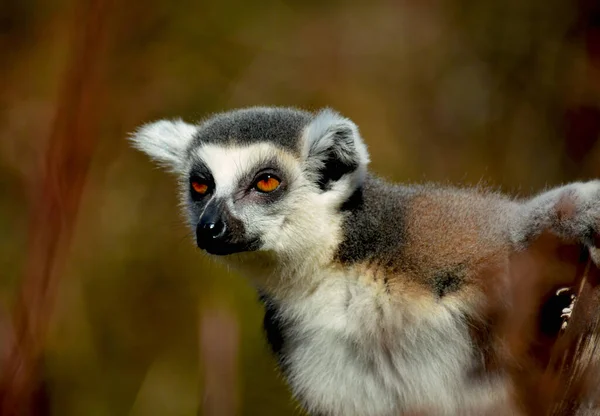 stock image The cute and funny ring-tailed lemur. Stock photo.