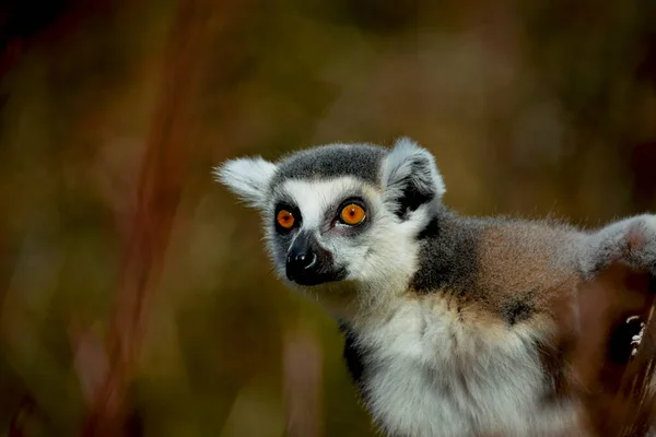 Den Söta Och Roliga Ringsvansade Lemuren Lagerfoto — Stockfoto