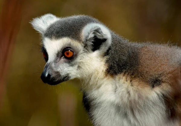 Den Söta Och Roliga Ringsvansade Lemuren Lagerfoto — Stockfoto