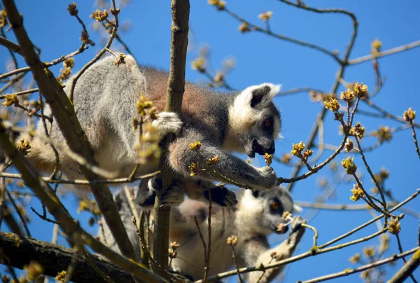 Roztomilý Vtipný Lemur Kroužkovým Ocasem Stock Fotografie — Stock fotografie