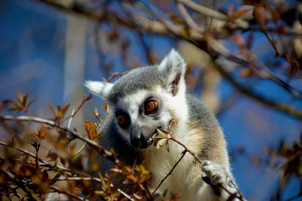 Cute Funny Ring Tailed Lemur Stock Photo Royalty Free Stock Images